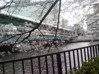 天満橋と桜