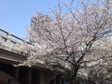 高麗橋と桜