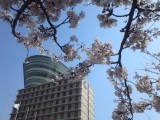 シティプラザ大阪と桜