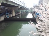 東横堀川水門と桜