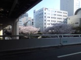 高速の出口と桜