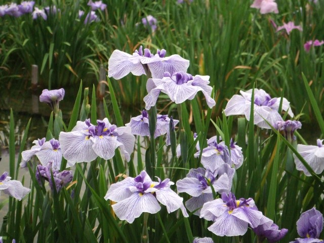 城北植物園