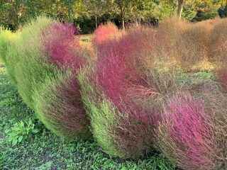 奈良県営馬見丘陵公園