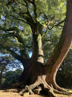 諫早観光で諫早城址 ～長崎遠征その 5 ～