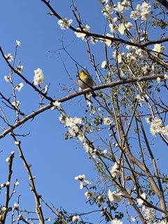 大宮神社とガロと