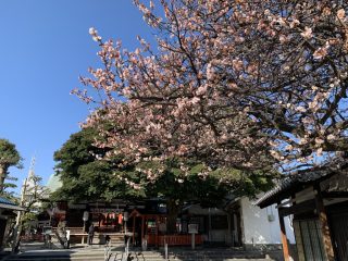 大宮神社とガロと